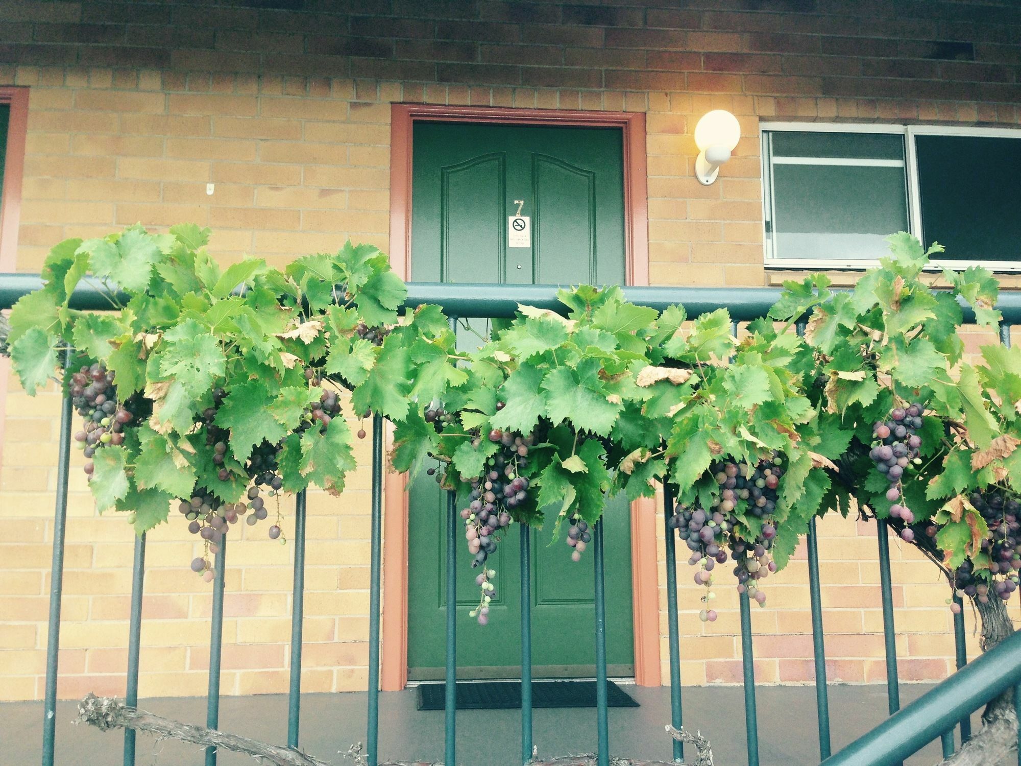 The Vines Motel & Cottages Станторп Экстерьер фото